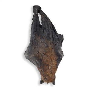 Hanging Batcave Bats from Batman Begins